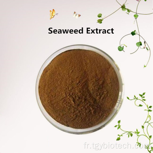 Laminaria japonicie / extrait d&#39;algues Powder Fucoidan 85%